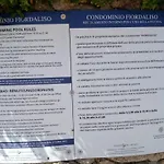 Fiordaliso Aurora